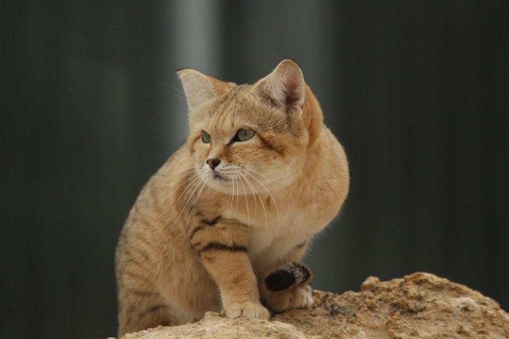 animal, cat, mammal-7901464.jpg