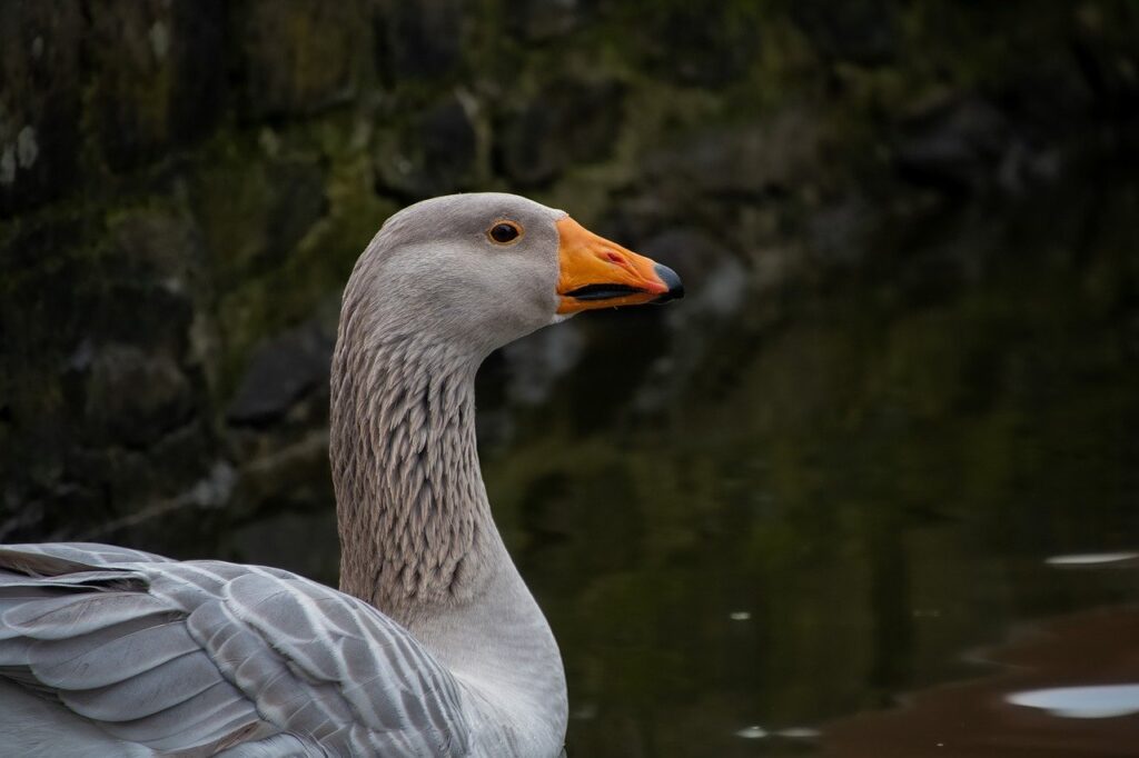 bird, goose, greylag goose-7901932.jpg