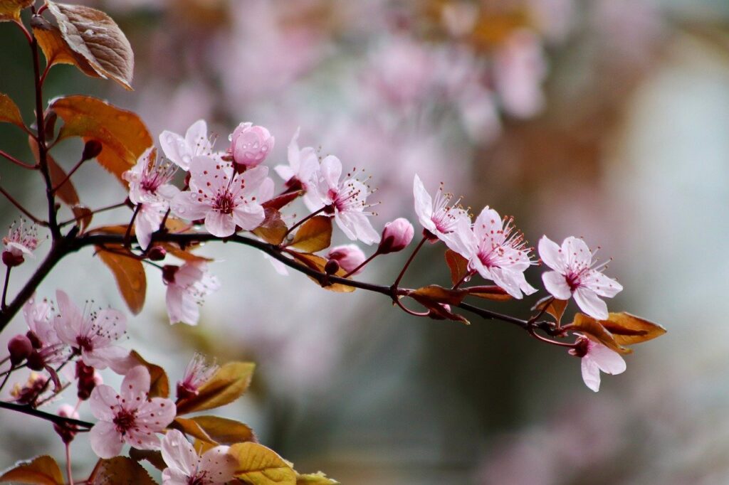 cherry plum, flowering branch, ornamental plum-7899317.jpg