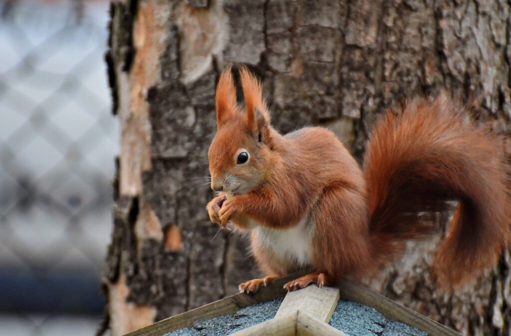 squirrel, rodent, wildlife-7889170.jpg